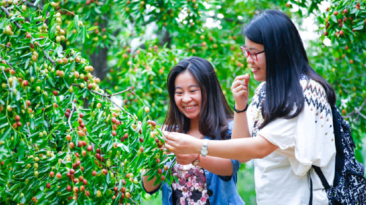 2023第十二屆山東（樂陵）紅棗暨健康食品產(chǎn)業(yè)博覽會(huì)即將啟幕