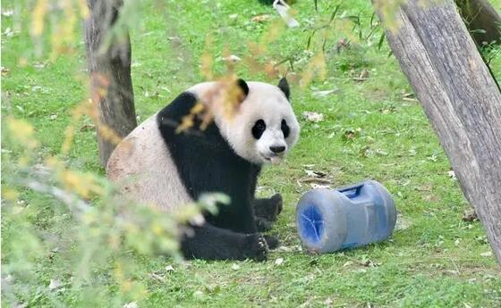 美國華盛頓動(dòng)物園為旅美大熊貓舉辦「告別派對」系列活動(dòng)