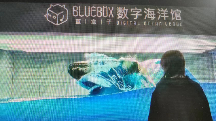 有片｜揮手召喚座頭鯨 海洋元宇宙產(chǎn)品驚艷海博會(huì)