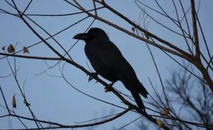 日本在東京市中心死亡野鳥體內(nèi)檢測(cè)出高致病性禽流感病毒 