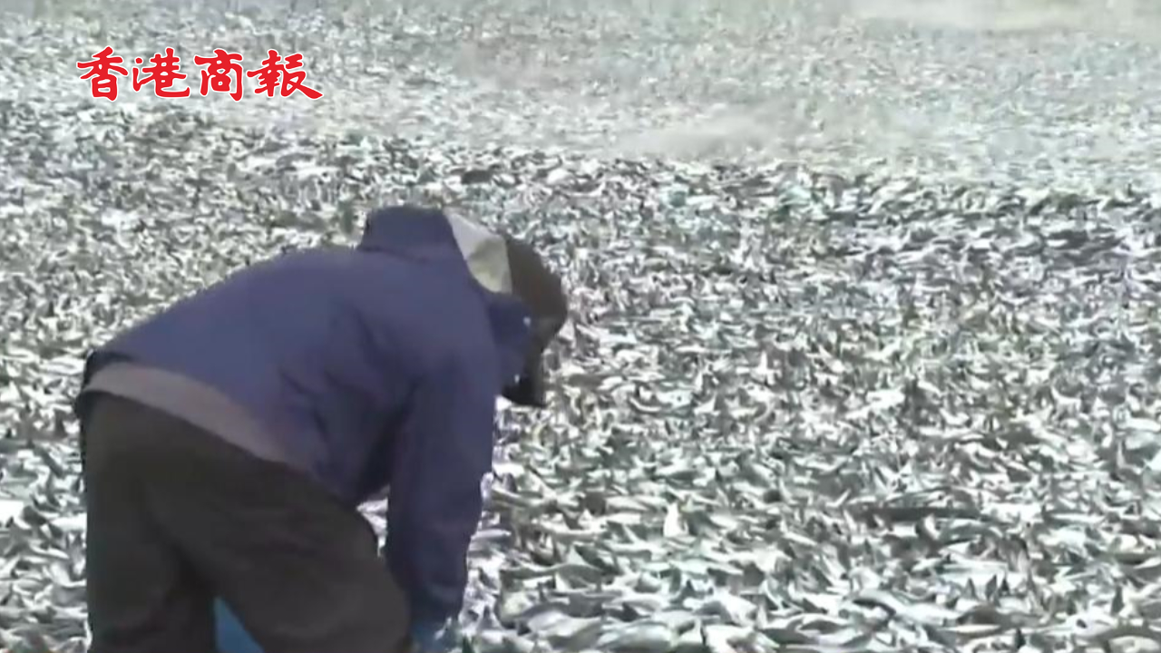 有片丨日本又一港口現(xiàn)百噸死魚(yú) 漁船寸步難行