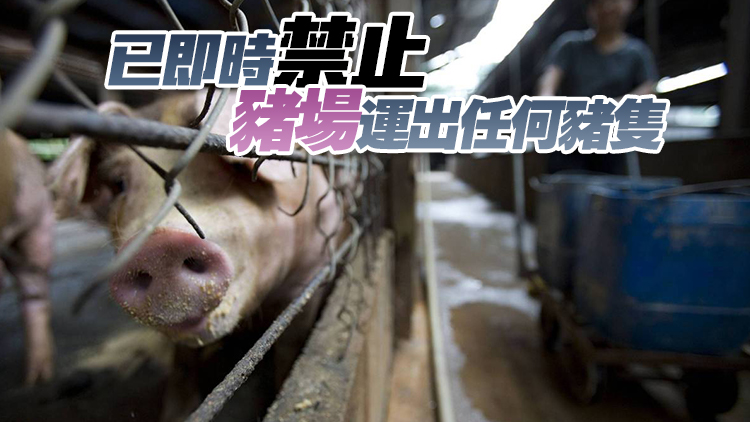 上水古洞豬場(chǎng)驗(yàn)出非洲豬瘟病毒 漁護(hù)署正安排銷(xiāo)毀場(chǎng)內(nèi)逾400頭豬