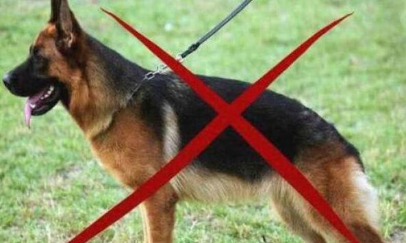 最高法明確：禁養(yǎng)的烈性犬傷人 犬主全責！