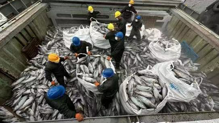 1090噸圍網(wǎng)金槍魚獻禮深圳漁博會