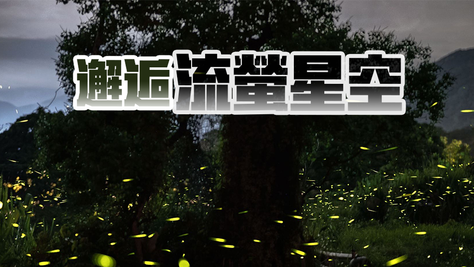 絕美螢火 快來深圳南澳西涌國際暗夜社區(qū)邂逅流螢星空