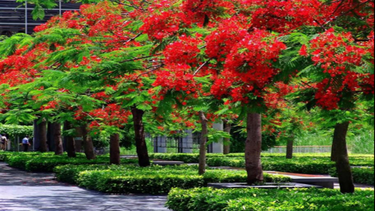 「五月花開鳳凰來」 一起來深圳邂逅火紅花海！