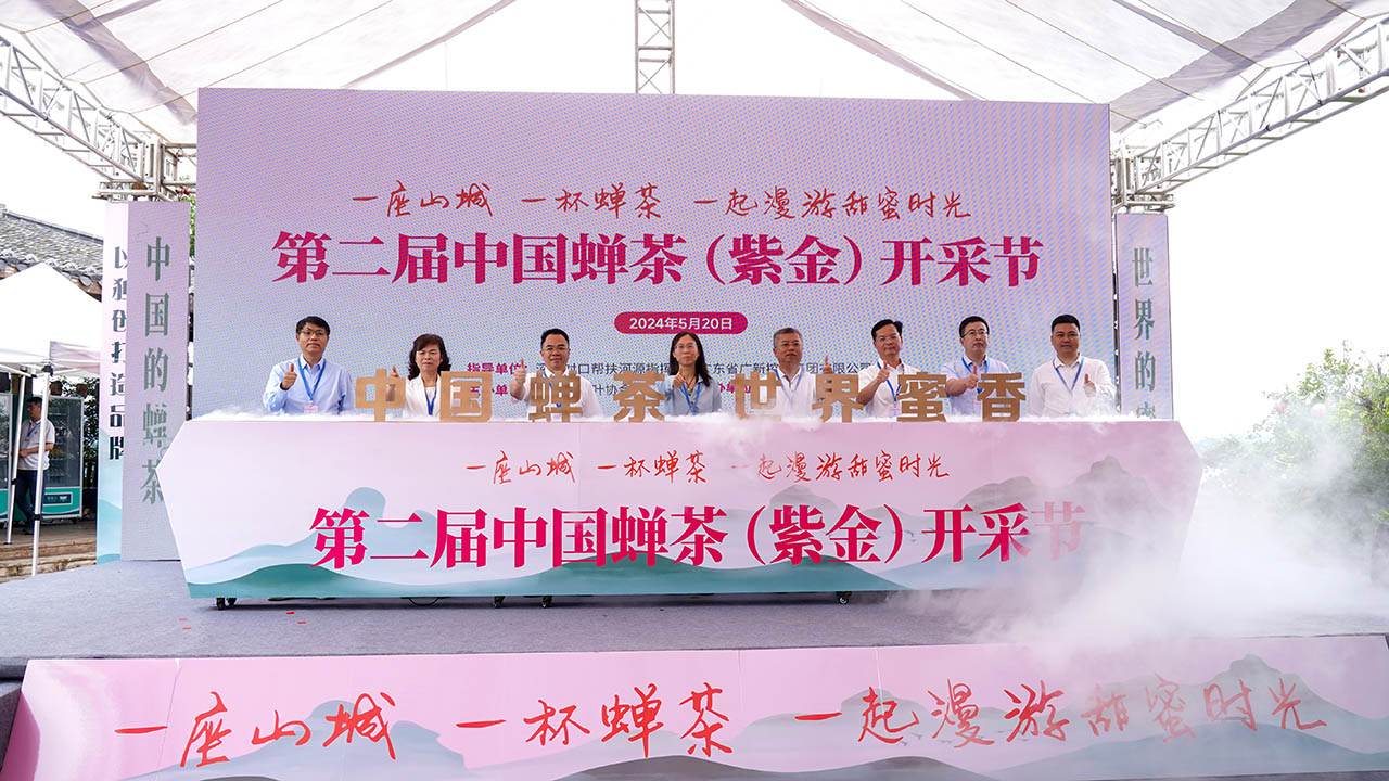 中國的蟬茶，世界的蜜香！河源紫金舉辦第二屆中國蟬茶開採節(jié)