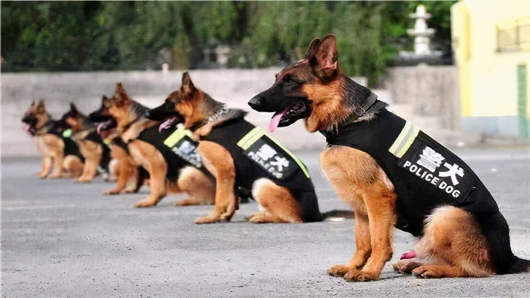 雲(yún)南普洱：警犬「鐵拳」出擊 繳毒逾10公斤