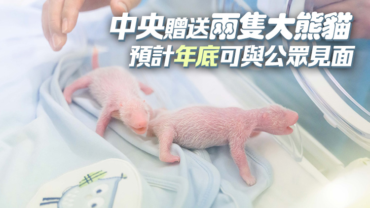 楊潤雄：大熊貓龍鳳胎寶寶會(huì)留港 海園將為6隻大熊貓擴(kuò)建生活空間