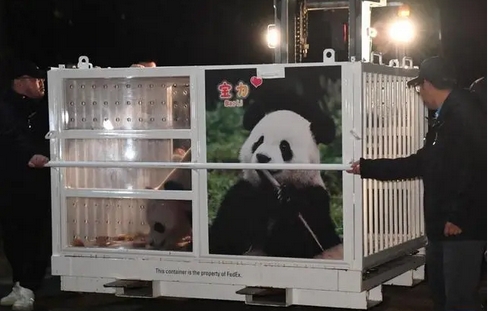 大熊貓「寶力」「青寶」抵達(dá)美國華盛頓動物園