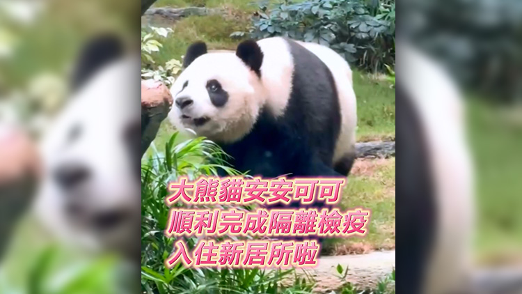 有片 | 大熊貓安安可可順利完成隔離檢疫 入住新居所啦！