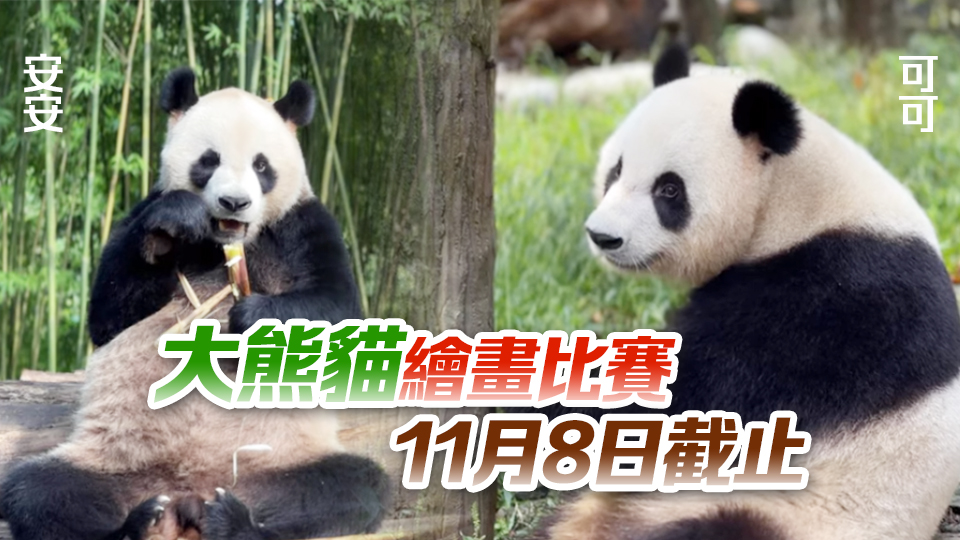 中央贈(zèng)港大熊貓命名比賽反應(yīng)熱烈 收逾2.26萬(wàn)份建議