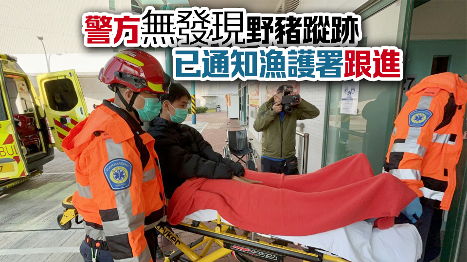 14歲少年西貢大浪西灣露營(yíng)遭野豬咬傷 清醒被送院治理