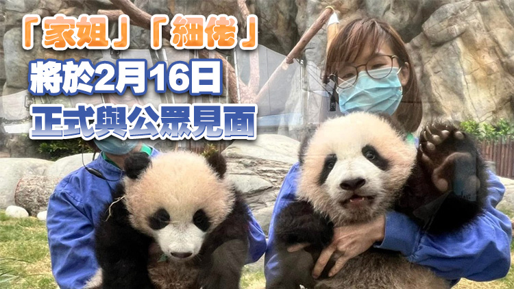 羅淑佩報喜：港產(chǎn)大熊貓BB「家姐」「細(xì)佬」體重增至10公斤！