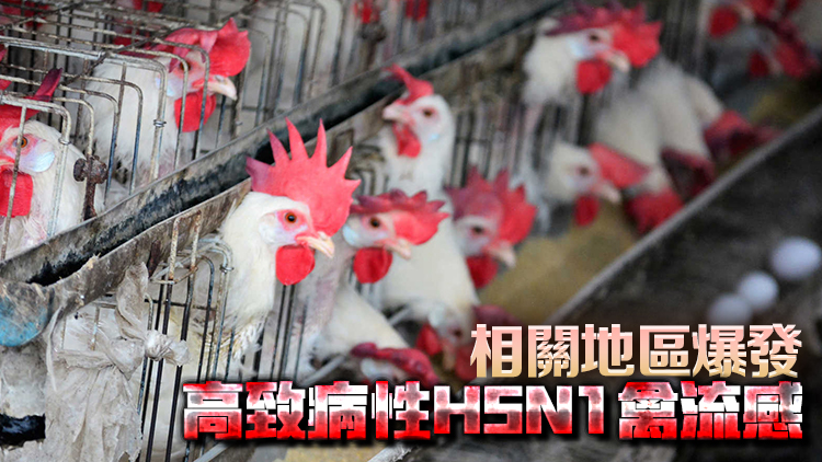 本港暫停進口美國11州15縣禽肉及禽類產(chǎn)品