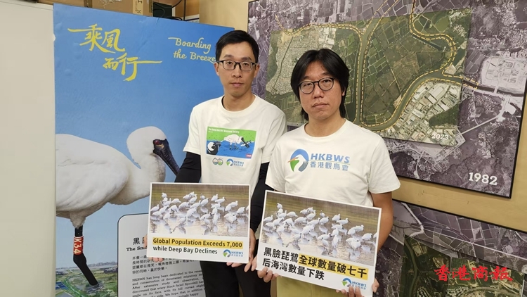 黑臉琵鷺全球超過7000隻 惟後海灣數(shù)量下跌逾一成