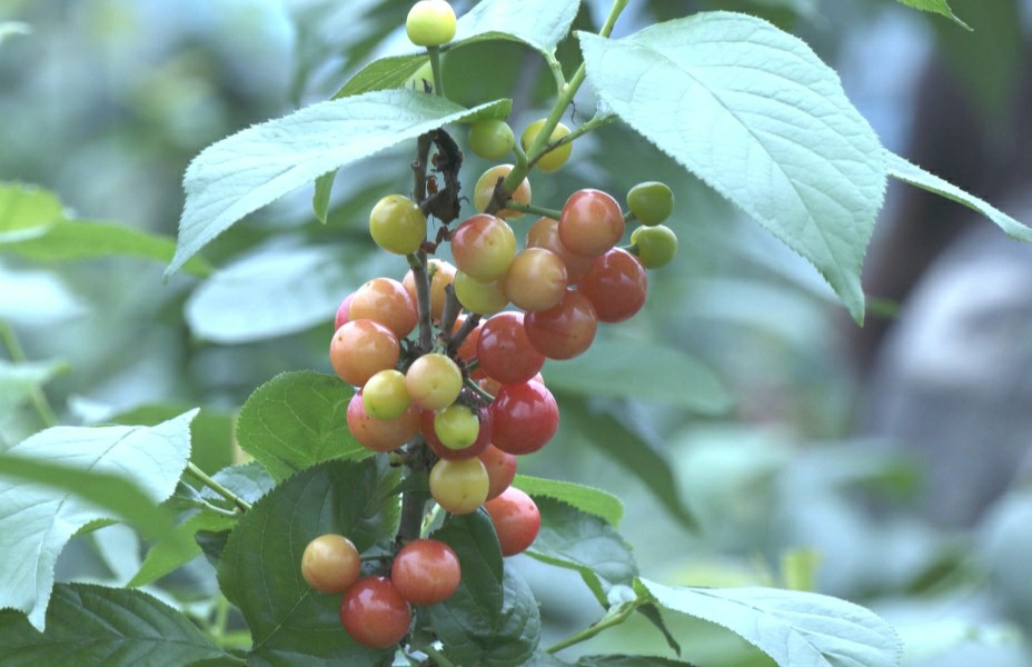 皖歙縣：櫻桃成熟季  採(cǎi)摘正當(dāng)時(shí)