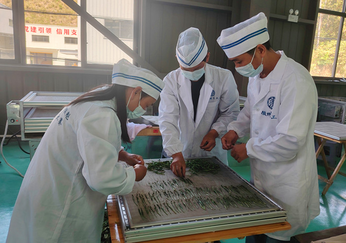 皖黃山區(qū)：高手同臺(tái)比拼 展現(xiàn)猴魁工匠風(fēng)采