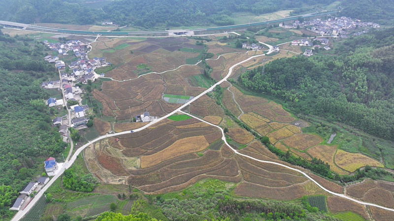皖祁門縣：油菜大面積收割 預(yù)計(jì)產(chǎn)量略高去年