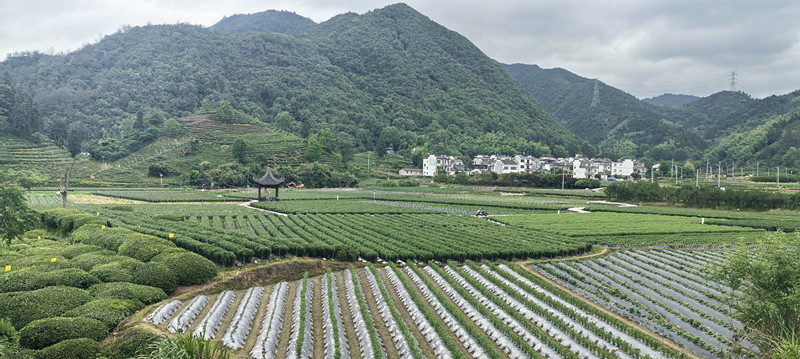 皖休寧海陽(yáng)鎮(zhèn)：精品示範(fàn)村建設(shè)提升「三農(nóng)」硬實(shí)力